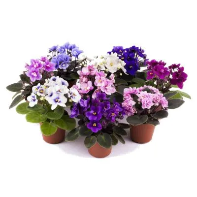 Сениполия Микс 09/15 фото в интернет-магазине Флоранж