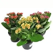 Каланхое Микс 13/25 Акция