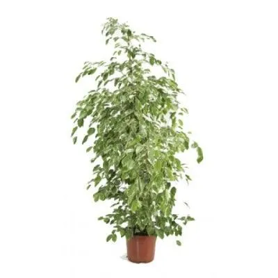 Фикус Голден Кинг 21/70 фото в интернет-магазине Флоранж