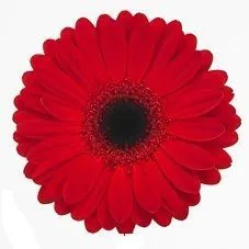 гербера Красная; Россия фото вживую в руках, состав, цветовая гамма 