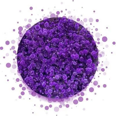 гипсофила Крашенная Виолет; Израиль фото в интернет-магазине Флоранж