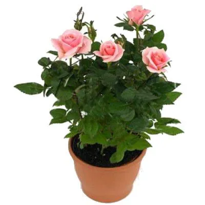 Роза Бью Монде Пинк 10/30 фото в интернет-магазине Флоранж