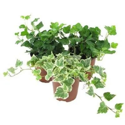 Хедера Микс 08/15 фото в интернет-магазине Флоранж