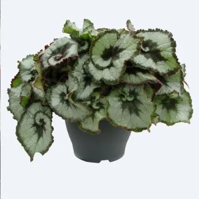 Бегония Эскаргот 13/30 фото в интернет-магазине Флоранж