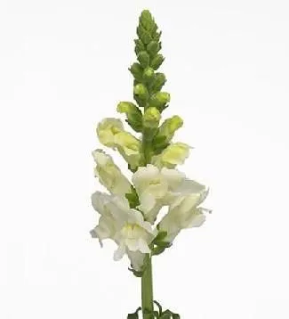 лювенбекия Вайт фото в интернет-магазине Флоранж