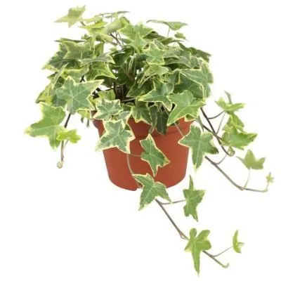 Хедера Голдчайлд 12/30 фото в интернет-магазине Флоранж