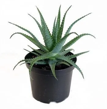 Алоэ Арборесценс 12/30 фото в интернет-магазине Флоранж