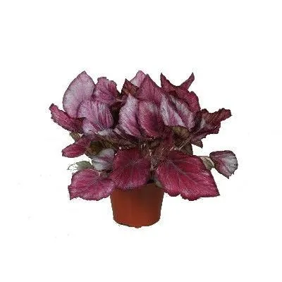 Бегония Рекс Инка Найт 12/25 фото в интернет-магазине Флоранж