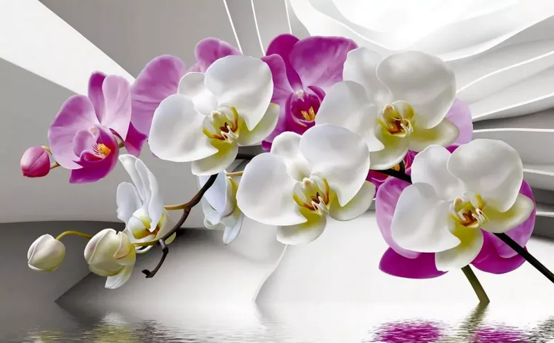 Описание, уход за орхидеями.
