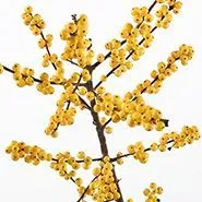 илекс Голд фото в интернет-магазине Флоранж