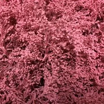 солидаго крашенный Пинк фото в интернет-магазине Флоранж