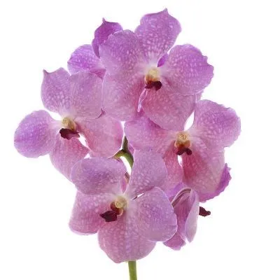 ванда Роз Кисс фото в интернет-магазине Флоранж