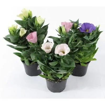 Эустома микс 12/25 фото в интернет-магазине Флоранж