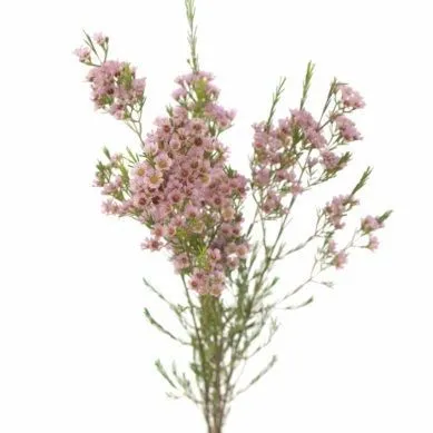 хамелациум Ерли Нир фото в интернет-магазине Флоранж