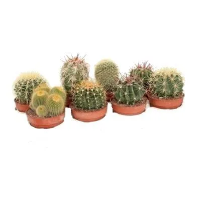 Кактус Микс Канарский 10/15 фото в интернет-магазине Флоранж