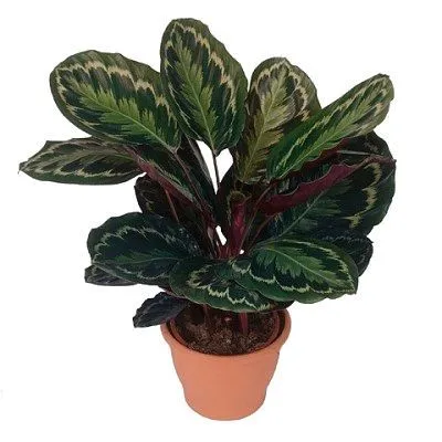 Калатея Марион 12/30 фото в интернет-магазине Флоранж