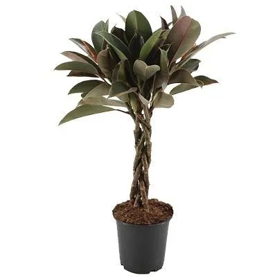 Фикус Мелани 21/90 переплет фото в интернет-магазине Флоранж