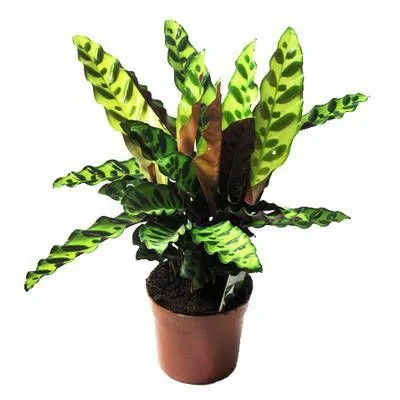 Калатея Лансифолия 19/80