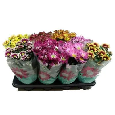 Хризантема кустовая Маргарита Биколор Микс 13/30  фото в интернет-магазине Флоранж