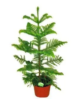 Араукария Гетерофила 10/30