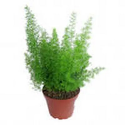 Аспарагус Шпренгери 12/35 фото в интернет-магазине Флоранж