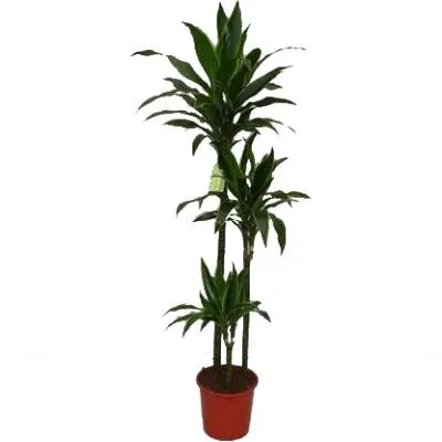 Драцена Артуро 24/150 3 ств. (90/60/30) фото в интернет-магазине Флоранж