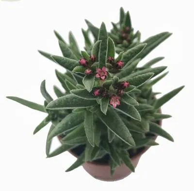 Крассула Шмидти 13/15 фото в интернет-магазине Флоранж