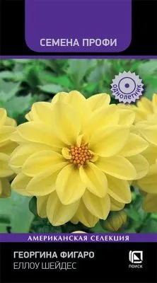 Георгина Фигаро Еллоу Шейдес (цветной пакет) 10шт; Поиск фото в интернет-магазине Флоранж