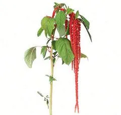 амаранта Пинк фото в интернет-магазине Флоранж