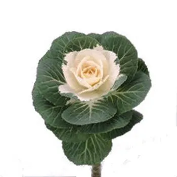 брассика Кобланк фото в интернет-магазине Флоранж