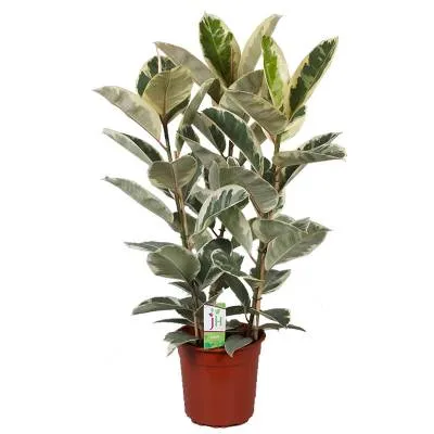 Фикус Тинеки 24/80 3 ств. фото в интернет-магазине Флоранж