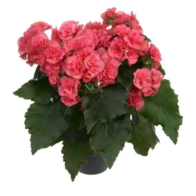 Бегония Адония 12/25 фото в интернет-магазине Флоранж