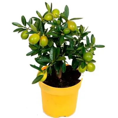 Цитрус Лаймкват 12/30 фото в интернет-магазине Флоранж