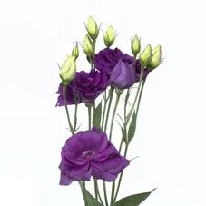 эустома Блау; Израиль фото в интернет-магазине Флоранж