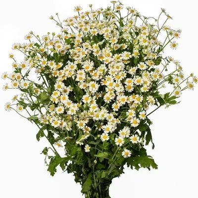 матрикария Камерон фото в интернет-магазине Флоранж