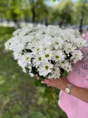 Хризантема кустовая белая Кеннеди