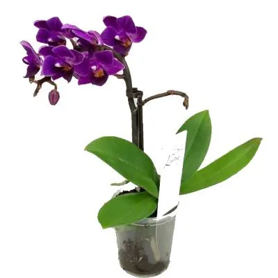 Фаленопсис Мини Пурпл 06/15 фото в интернет-магазине Флоранж