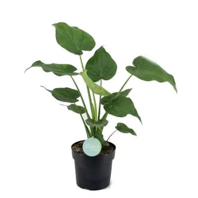 Алоказия Кукулата 27/100 фото в интернет-магазине Флоранж