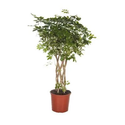 Шефлера Голд Капелло Нитида 21/80 фото в интернет-магазине Флоранж