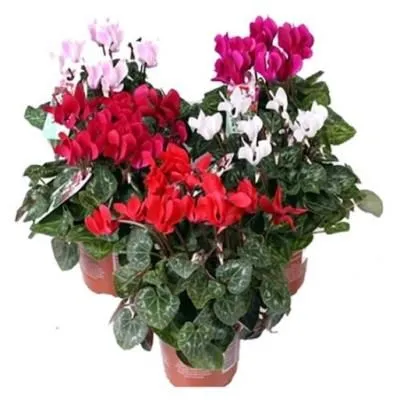 Цикламен Микс 14/25 фото в интернет-магазине Флоранж