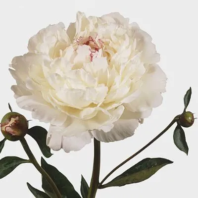 пион Фестива; Чили фото в интернет-магазине Флоранж