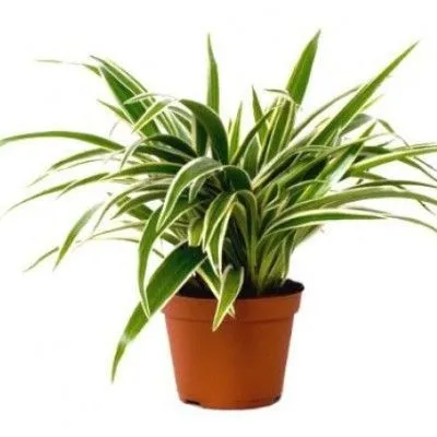 Хлорофитум Лаксум 12/25 Акция фото в интернет-магазине Флоранж