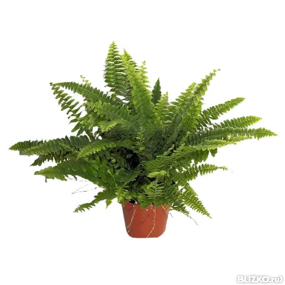 Нефролепис Грин Леди 17/50 фото в интернет-магазине Флоранж