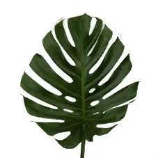 _лист монстеры Китай