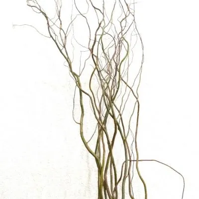 Саликс Кронкенвилг 150 фото в интернет-магазине Флоранж