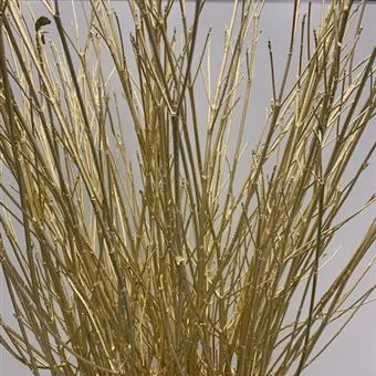 корнус Краш Голд фото в интернет-магазине Флоранж