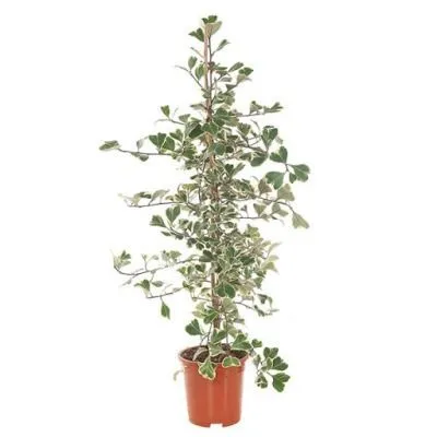 Фикус Свитхат 17/70 фото в интернет-магазине Флоранж