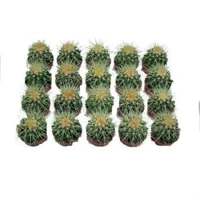Кактус Эхиногрузони 05/10 цветной