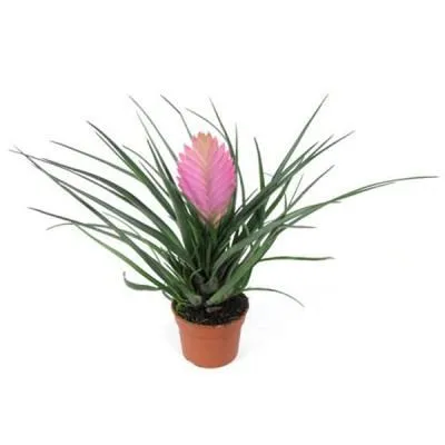 Тилландсия Анита 12/25 фото в интернет-магазине Флоранж