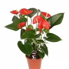 Антуриум андр. Ред 14/50 фото в интернет-магазине Флоранж